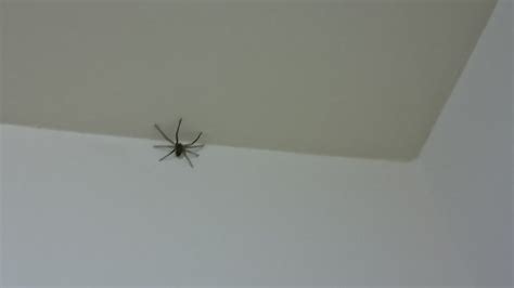 家裡出現大蜘蛛代表什麼 福官